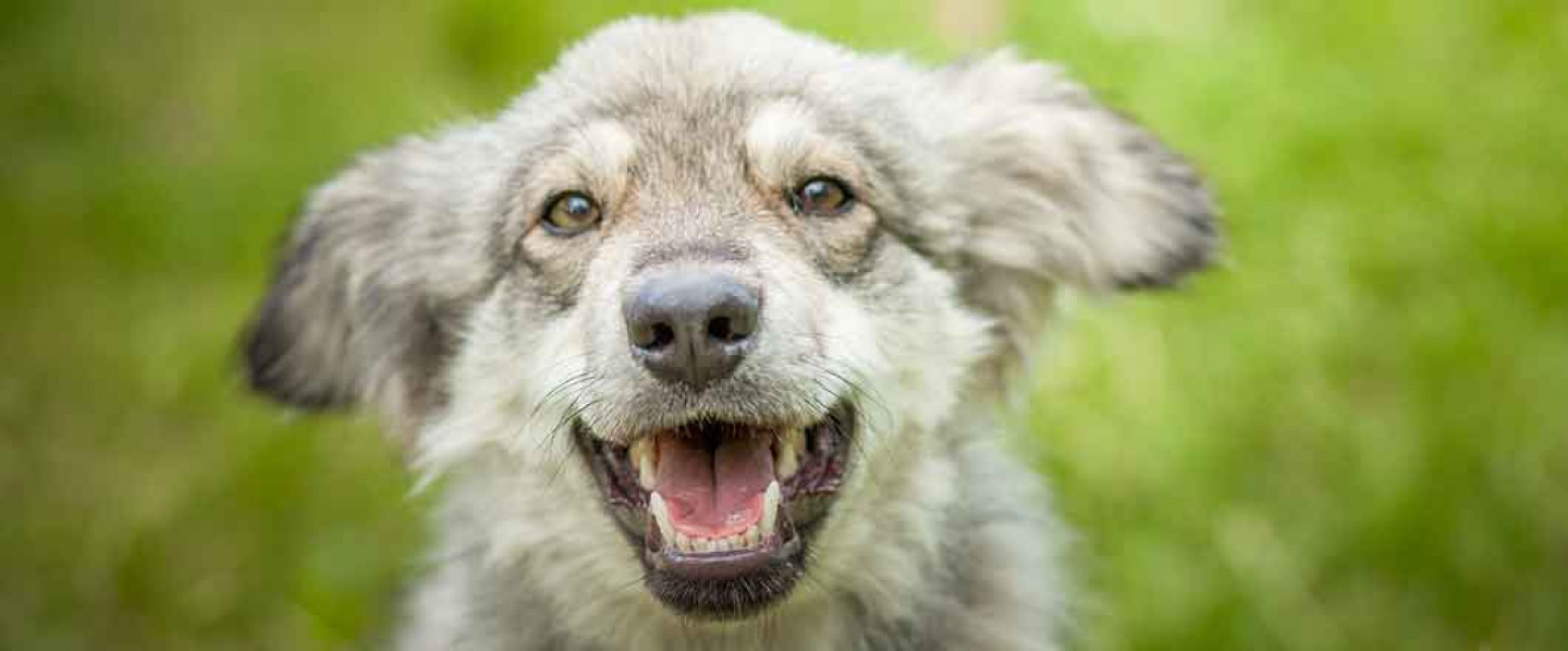 A Box of Barks Resort & Daycare Dog Boarding & Grooming Twin Falls, ID
